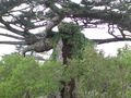 剣山 巨木