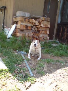 入笠山 山彦荘 犬