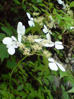 090602_1618~01.jpg