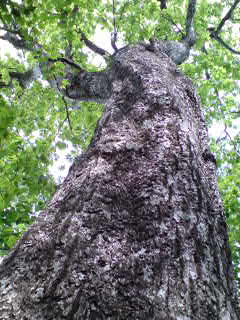 090602_1409~01.jpg
