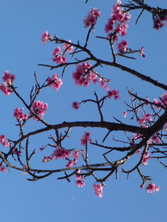 １月の花見